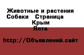 Животные и растения Собаки - Страница 12 . Крым,Ялта